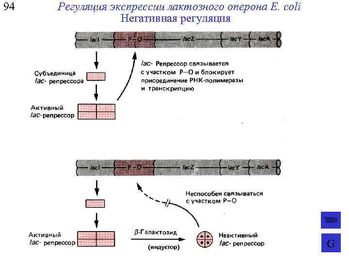 Лактозный оперон схема