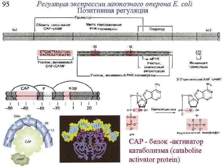 95 Регуляция экспрессии лактозного оперона E. coli Позитивная регуляция СAP - белок -активатор катаболизма