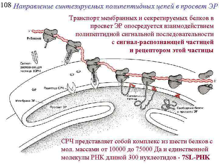 108 Направление синтезируемых полипептидных цепей в просвет ЭР Транспорт мембранных и секретируемых белков в