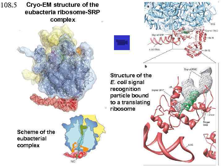 108. 5 Cryo-EM structure of the eubacteria ribosome-SRP complex Structure of the E. coli