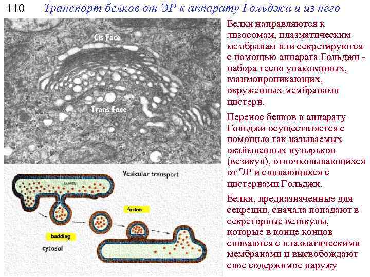110 Транспорт белков от ЭР к аппарату Голъджи и из него Белки направляются к