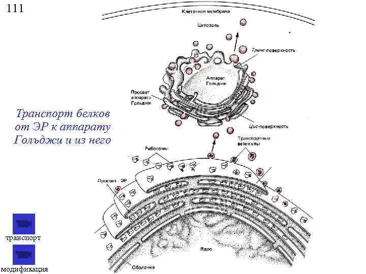 111 Транспорт белков от ЭР к аппарату Голъджи и из него транспорт модификация 