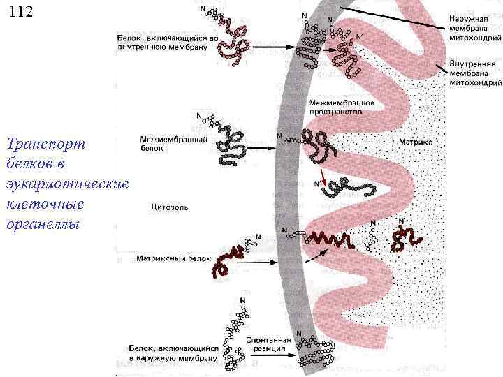 112 Транспорт белков в эукариотические клеточные органеллы 