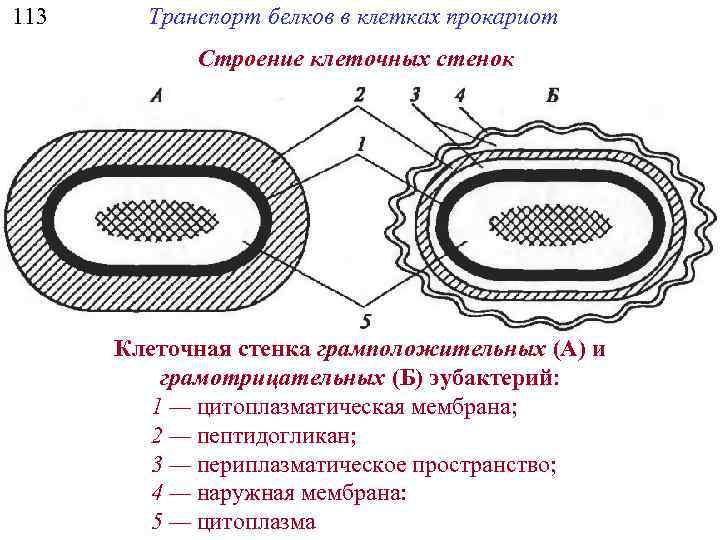 113 Транспорт белков в клетках прокариот Строение клеточных стенок Клеточная стенка грамположительных (А) и