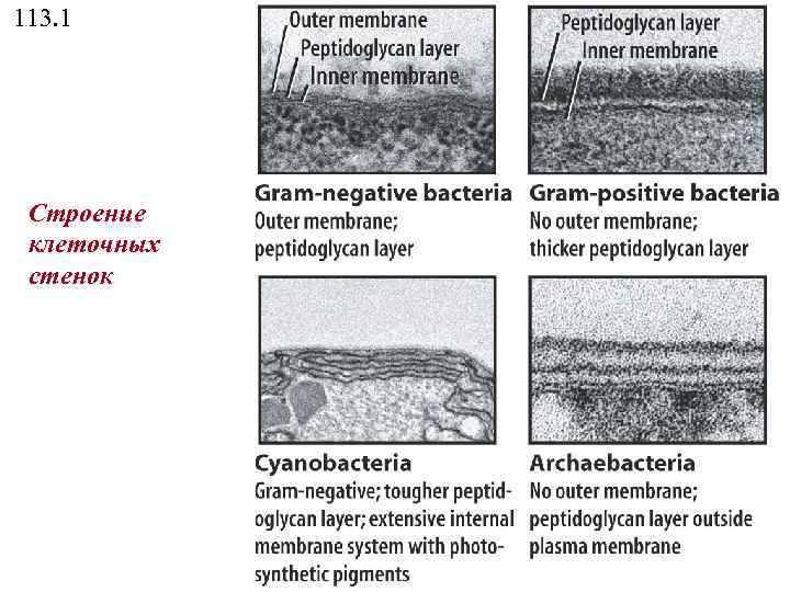 113. 1 Строение клеточных стенок 
