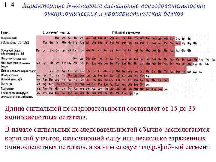 114 Характерные N-концевые сигнальные последовательности эукариотических и прокариотических белков Длина сигнальной последовательности составляет от