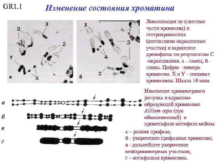 GR 1. 1 Изменение состояния хроматина Локализация эу-(светлые части хромосом) и гетерохроматина (интенсивно окрашенные