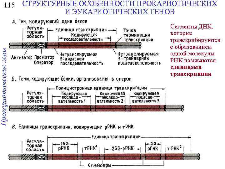 Прокариотические гены 115 СТРУКТУРНЫЕ ОСОБЕННОСТИ ПРОКАРИОТИЧЕСКИХ И ЭУКАРИОТИЧЕСКИХ ГЕНОВ Сегменты ДНК, которые транскрибируются с
