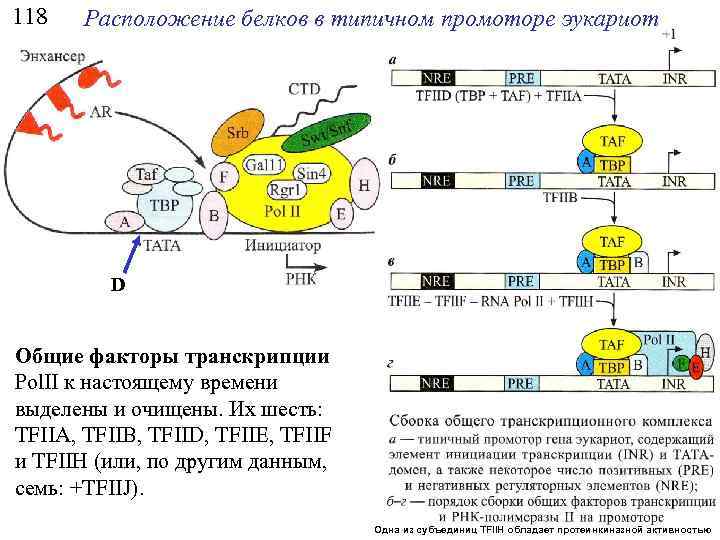 118 Расположение белков в типичном промоторе эукариот D Общие факторы транскрипции Pol. II к
