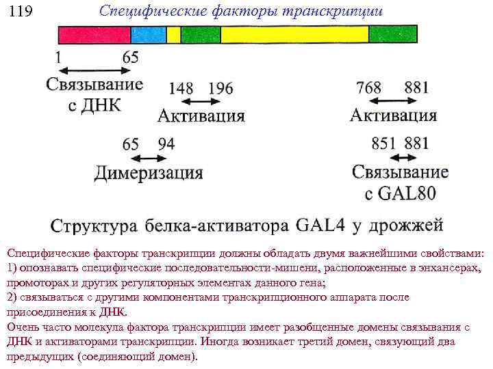 119 Специфические факторы транскрипции должны обладать двумя важнейшими свойствами: 1) опознавать специфические последовательности-мишени, расположенные