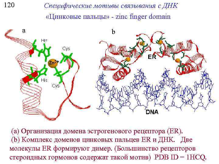 120 Специфические мотивы связывания с ДНК «Цинковые пальцы» - zinc finger domain a b