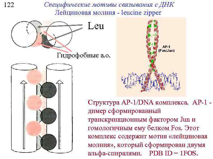 122 Специфические мотивы связывания с ДНК Лейциновая молния - leucine zipper Leu Гидрофобные а.