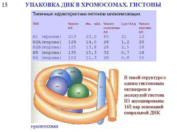 15 УПАКОВКА ДНК В ХРОМОСОМАХ. ГИСТОНЫ Типичные характеристики гистонов млекопитающих ТИП Число АК Мм,