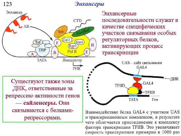 123 Энхансеры Энхансерные последовательности служат в качестве специфических участков связывания особых регуляторных белков, активирующих
