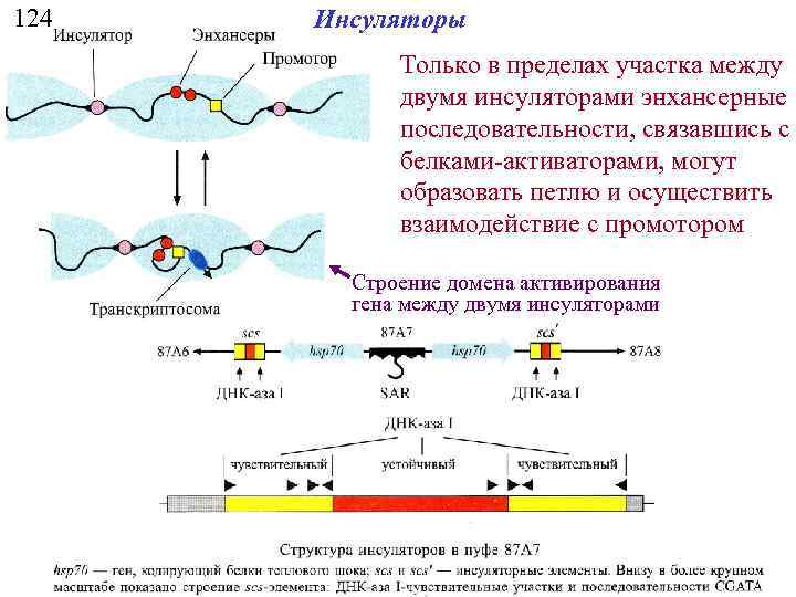 124 Инсуляторы Только в пределах участка между двумя инсуляторами энхансерные последовательности, связавшись с белками-активаторами,