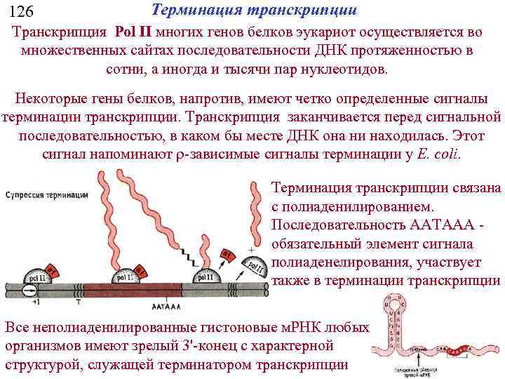 126 Терминация транскрипции Транскрипция Pol II многих генов белков эукариот осуществляется во множественных сайтах