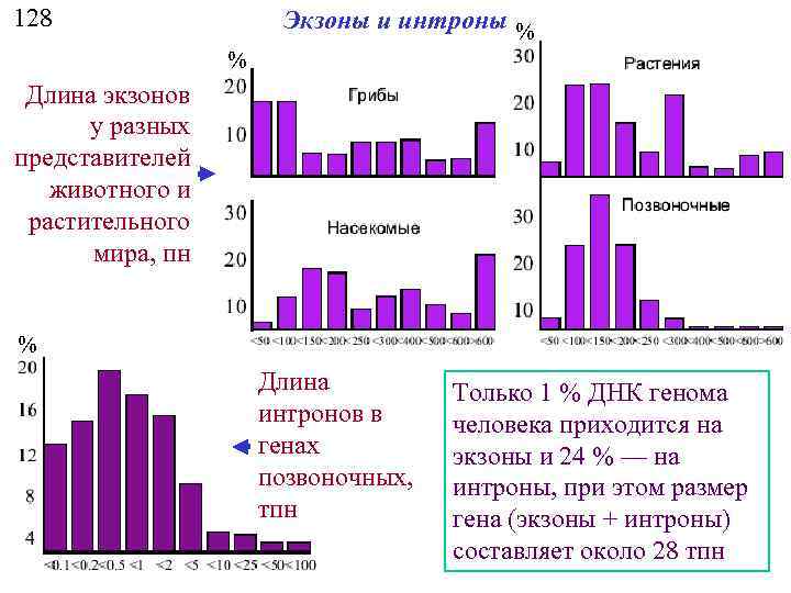 128 Экзоны и интроны % % Длина экзонов у разных представителей животного и растительного