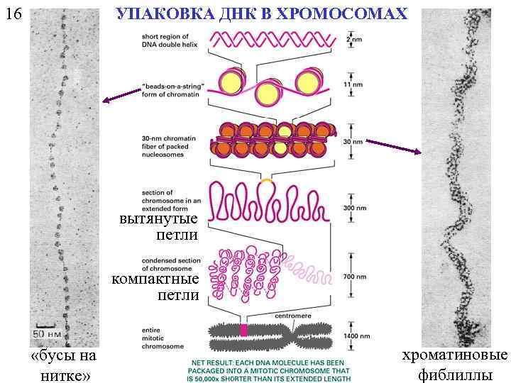 16 УПАКОВКА ДНК В ХРОМОСОМАХ вытянутые петли компактные петли «бусы на нитке» хроматиновые фиблиллы