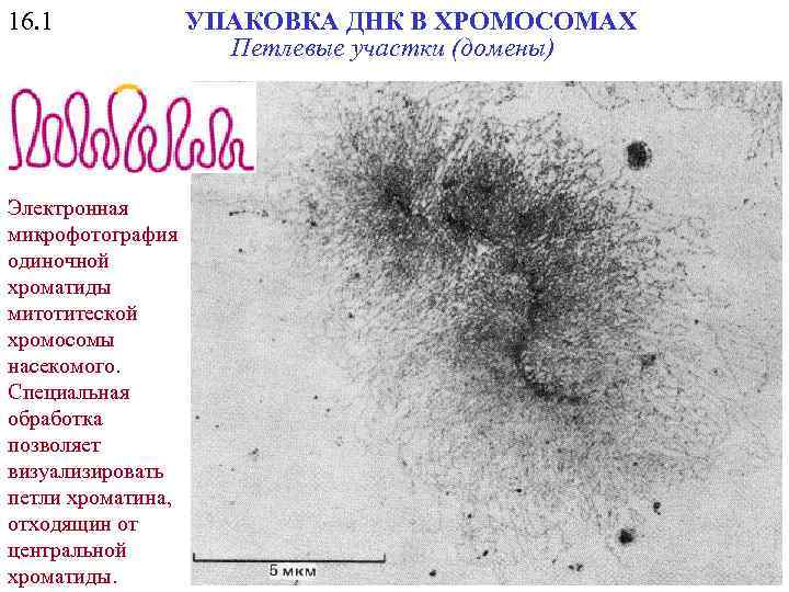 16. 1 Электронная микрофотография одиночной хроматиды митотитеской хромосомы насекомого. Специальная обработка позволяет визуализировать петли