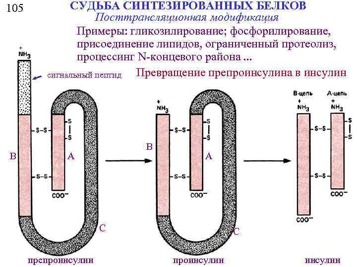 105 B СУДЬБА СИНТЕЗИРОВАННЫХ БЕЛКОВ Посттрансляционная модификация Примеры: гликозилирование; фосфорилирование, присоединение липидов, ограниченный протеолиз,