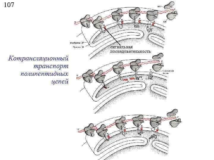 107 сигнальная последовательность Котрансляционный транспорт полипептидных цепей 