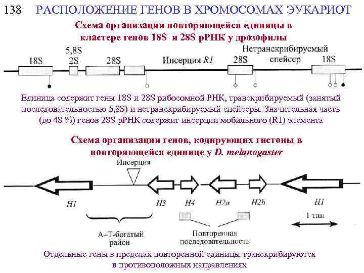 138 РАСПОЛОЖЕНИЕ ГЕНОВ В ХРОМОСОМАХ ЭУКАРИОТ Схема организации повторяющейся единицы в кластере генов 18