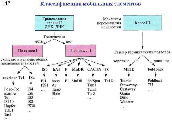 147 Классификация мобильных элементов 