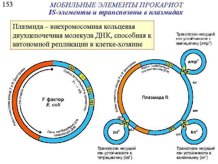 153 МОБИЛЬНЫЕ ЭЛЕМЕНТЫ ПРОКАРИОТ IS-элементы и транспозоны в плазмидах Плазмида – внехромосомная кольцевая двухцепочечная