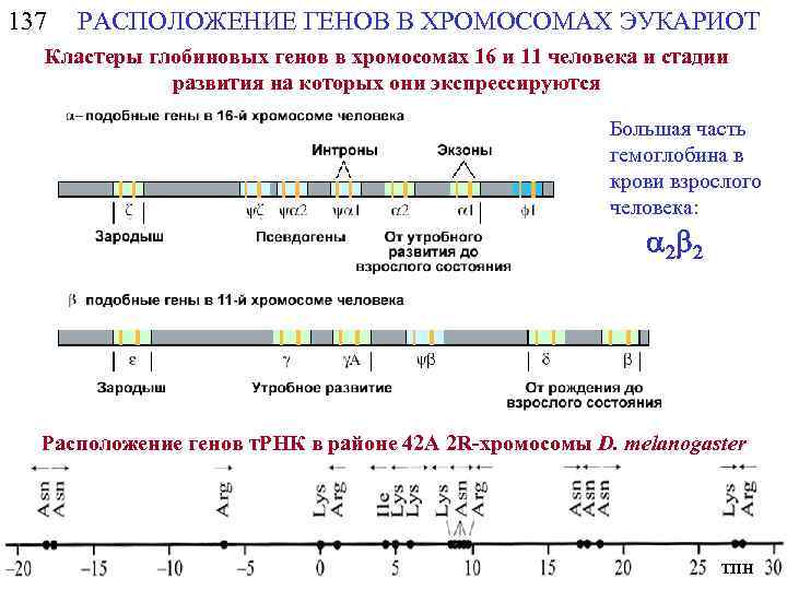 Расположение гена