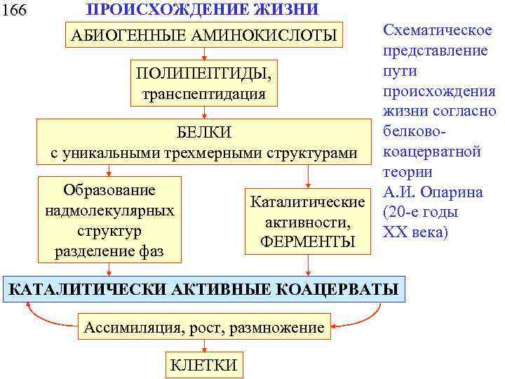 166 ПРОИСХОЖДЕНИЕ ЖИЗНИ АБИОГЕННЫЕ АМИНОКИСЛОТЫ ПОЛИПЕПТИДЫ, транспептидация БЕЛКИ с уникальными трехмерными структурами Образование надмолекулярных