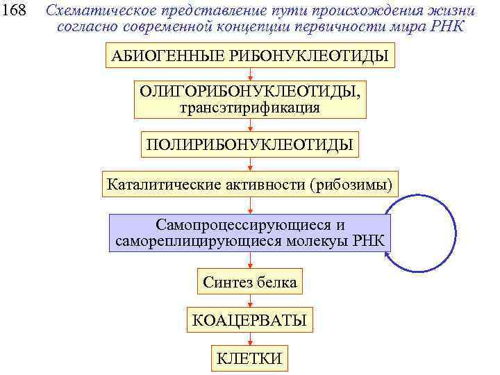 168 Схематическое представление пути происхождения жизни согласно современной концепции первичности мира РНК АБИОГЕННЫЕ РИБОНУКЛЕОТИДЫ