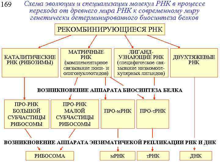 Схема эволюционного процесса