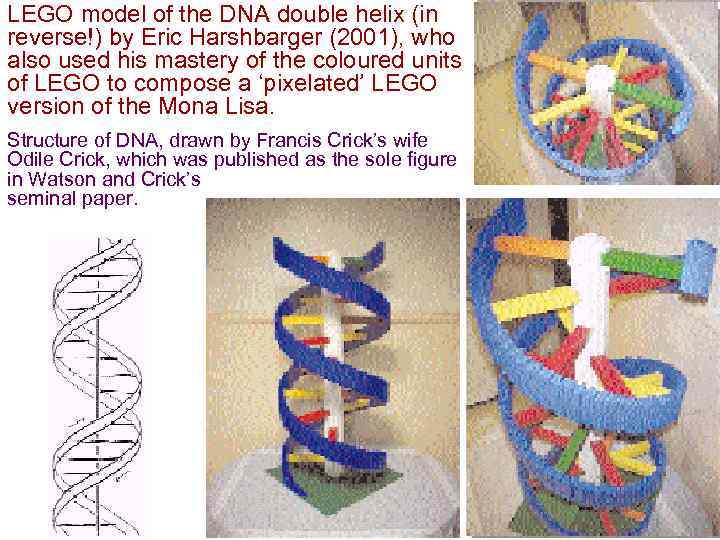 LEGO model of the DNA double helix (in reverse!) by Eric Harshbarger (2001), who