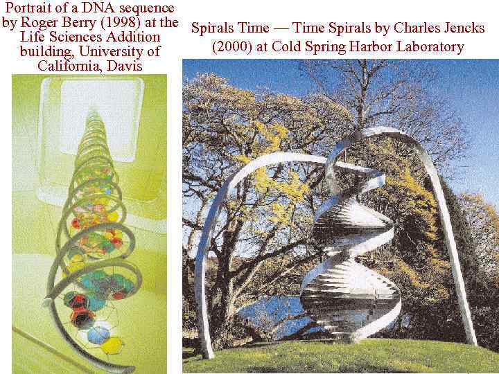 Portrait of a DNA sequence by Roger Berry (1998) at the Spirals Time —