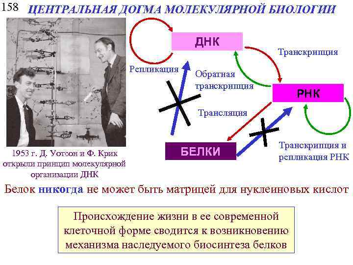 Центральная догма молекулярной биологии. Центральная Догма биологии. Догма молекулярной биологии. Центральная Догма молекулярной биологии Обратная транскрипция. Центральная Догма молекулярной биологии. Постулат крика.