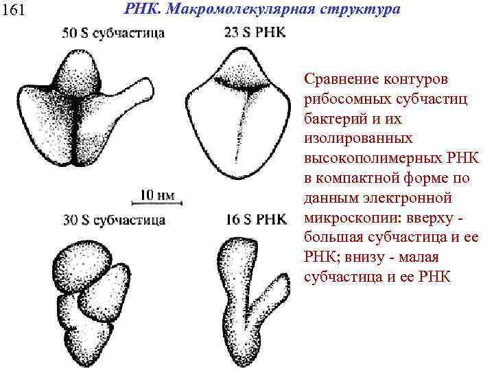 161 РНК. Макромолекулярная структура Сравнение контуров рибосомных субчастиц бактерий и их изолированных высокополимерных РНК