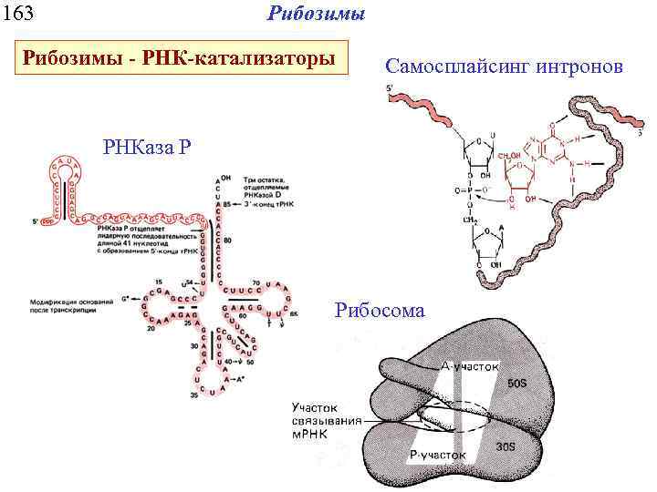 Рнк ростов. Ферментативная активность РНК. Рибозимы.. Каталитическая активность РНК. Рибозимы структура. Рибозимы строение.