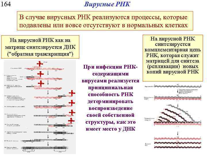 164 Вирусные РНК В случае вирусных РНК реализуются процессы, которые подавлены или вовсе отсутствуют