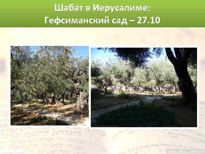 Шабат в Иерусалиме: Гефсиманский сад – 27. 10 