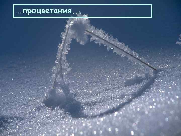 . . . процветания. . . 