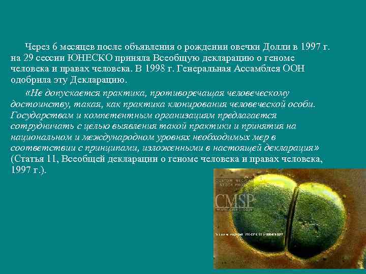 Через 6 месяцев после объявления о рождении овечки Долли в 1997 г. на 29