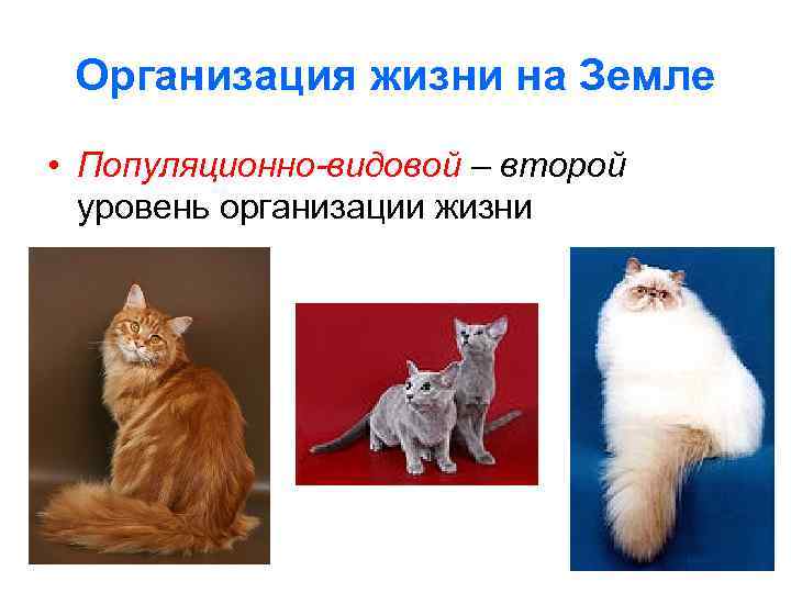 Организация жизни на Земле • Популяционно-видовой – второй уровень организации жизни 