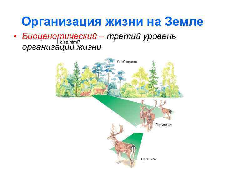 Пример биоценотического уровня организации живого