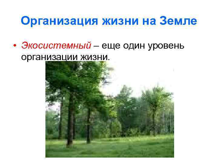 Организация жизни на Земле • Экосистемный – еще один уровень организации жизни. 