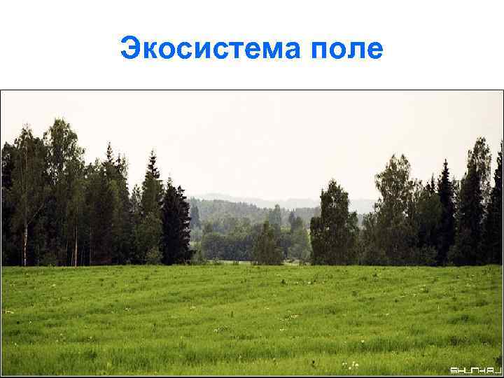 Экосистема поле 