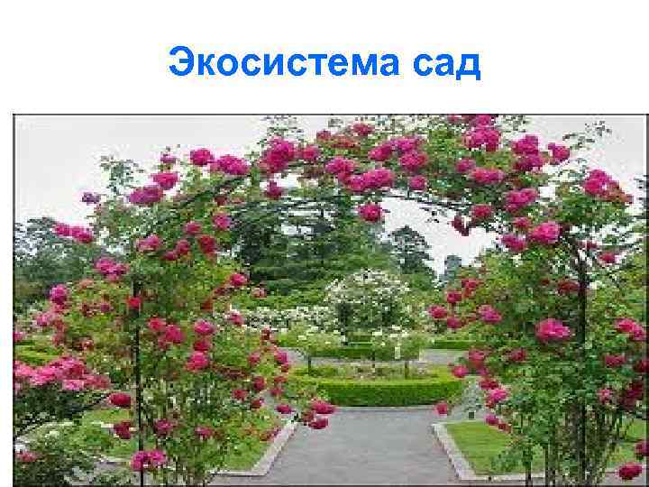 Экосистема сад 
