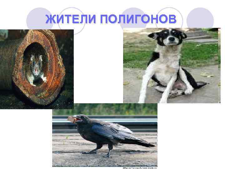 ЖИТЕЛИ ПОЛИГОНОВ 