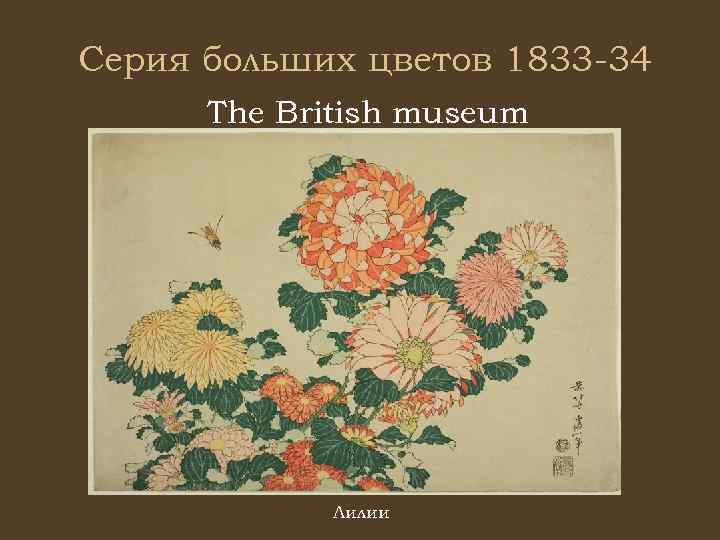 Серия больших цветов 1833 -34 The British museum Лилии 