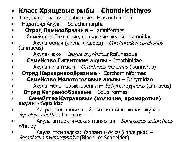  • Класс Хрящевые рыбы - Chondrichthyes • • • • Подкласс Пластиножаберные -