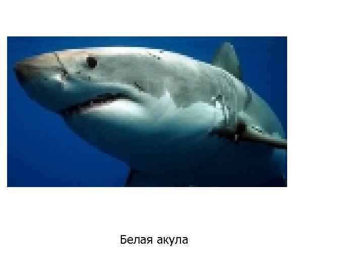 Белая акула 